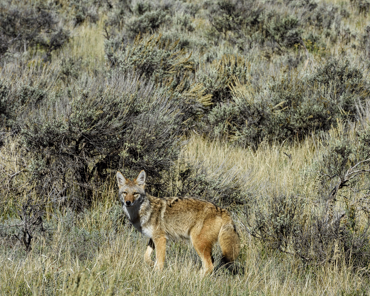 Poised for Any Eventuality