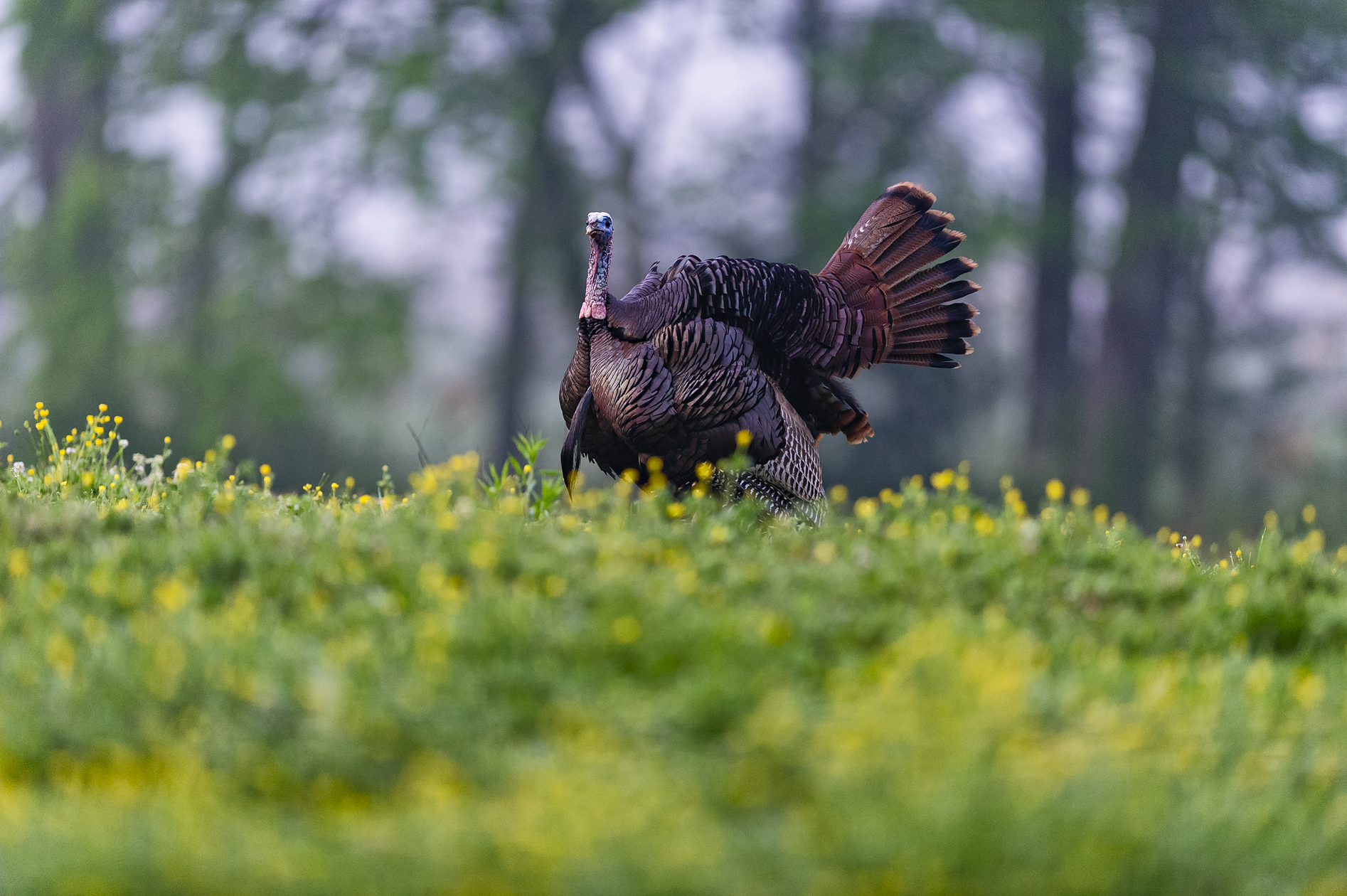 Pomp and Feathers