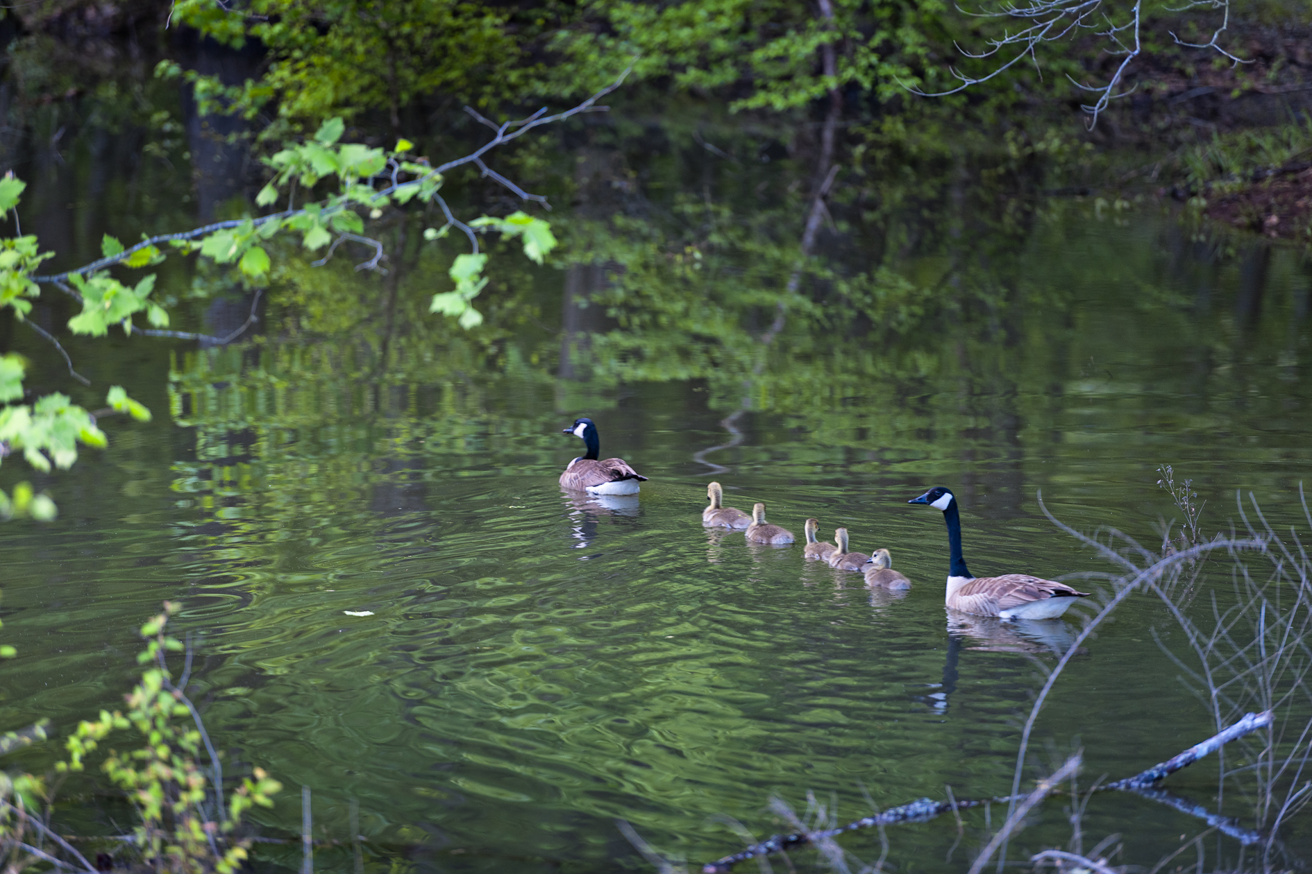 Pond Procession