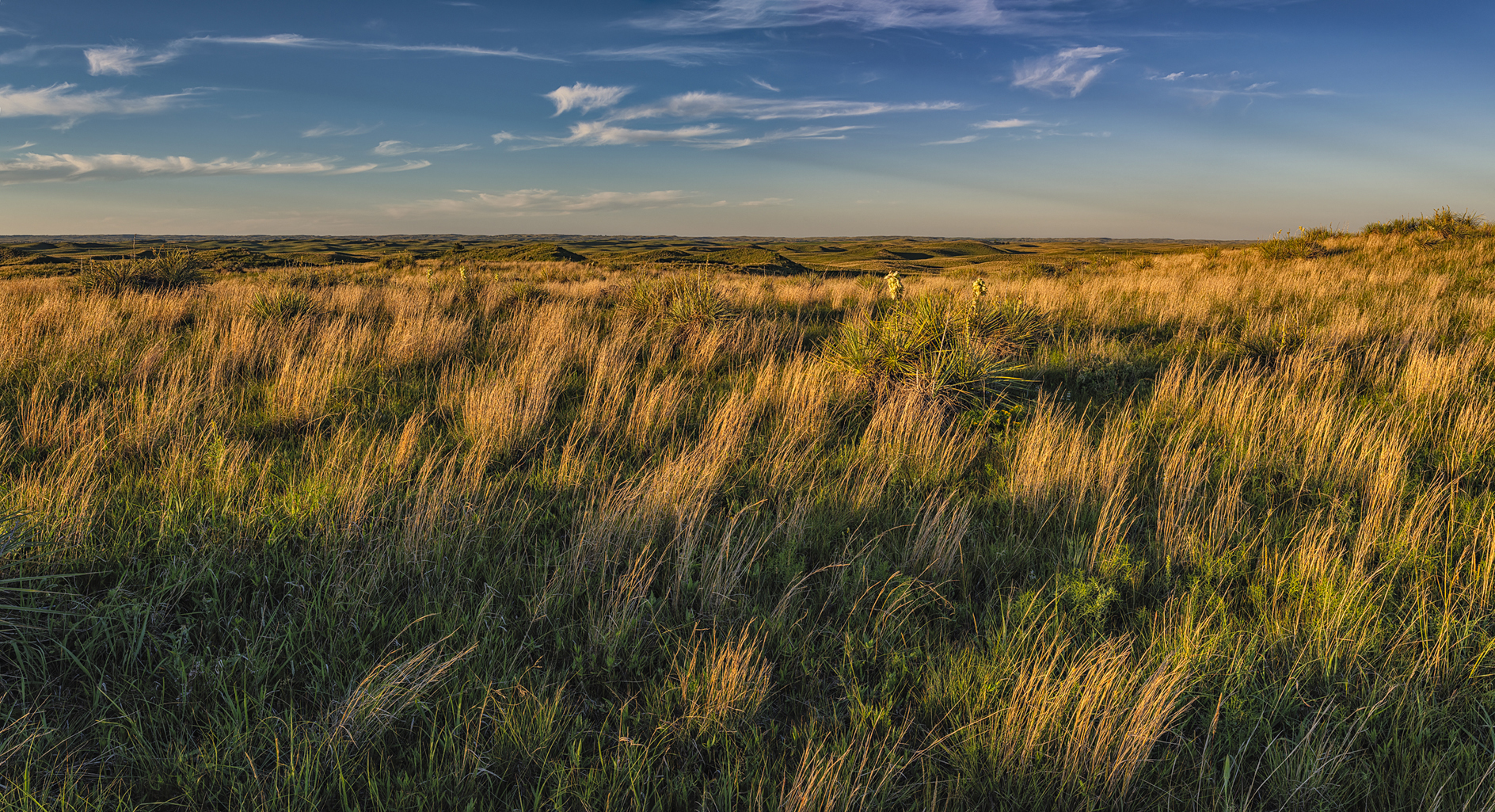 Prairie Grass Evening