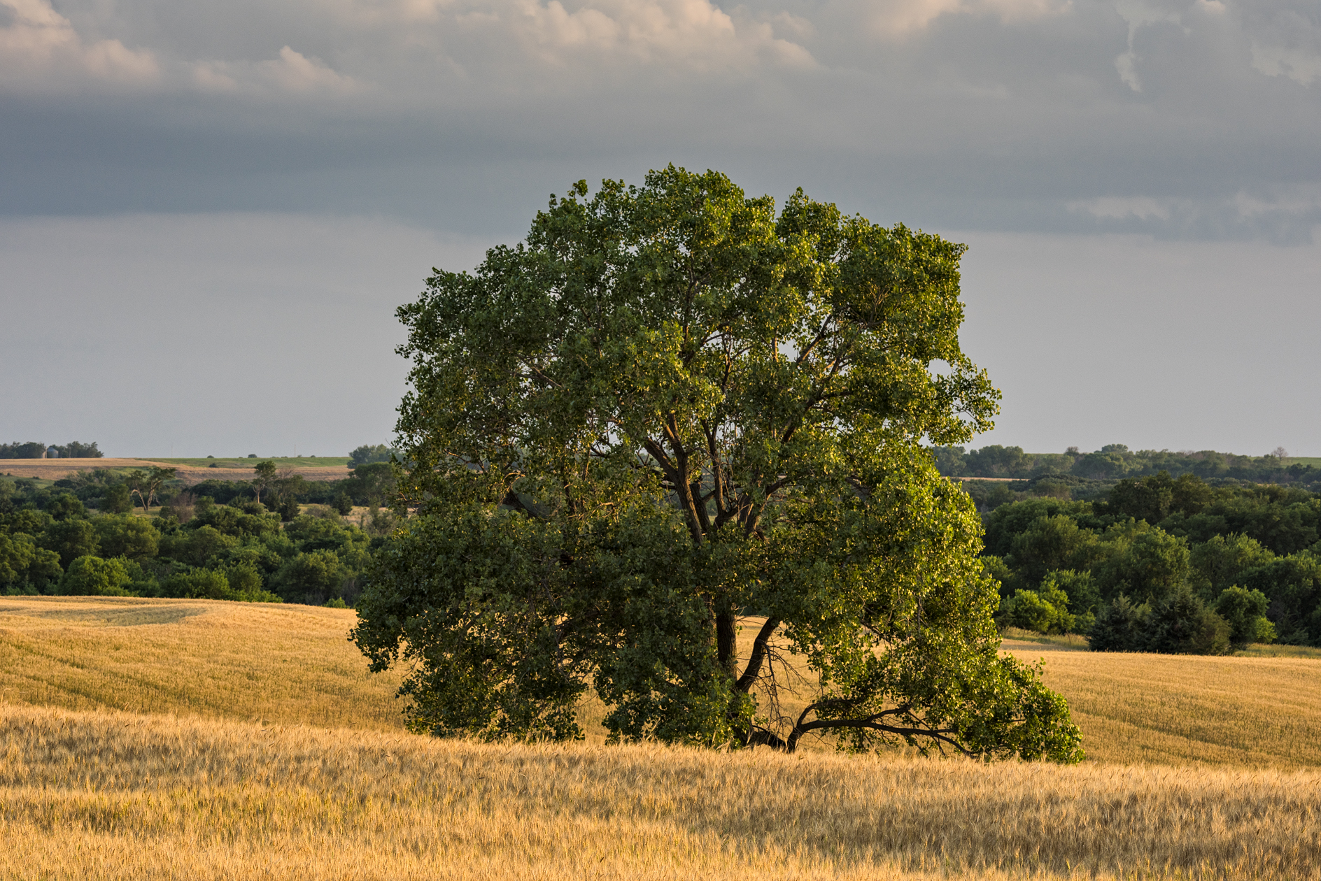 Prairie Treasure