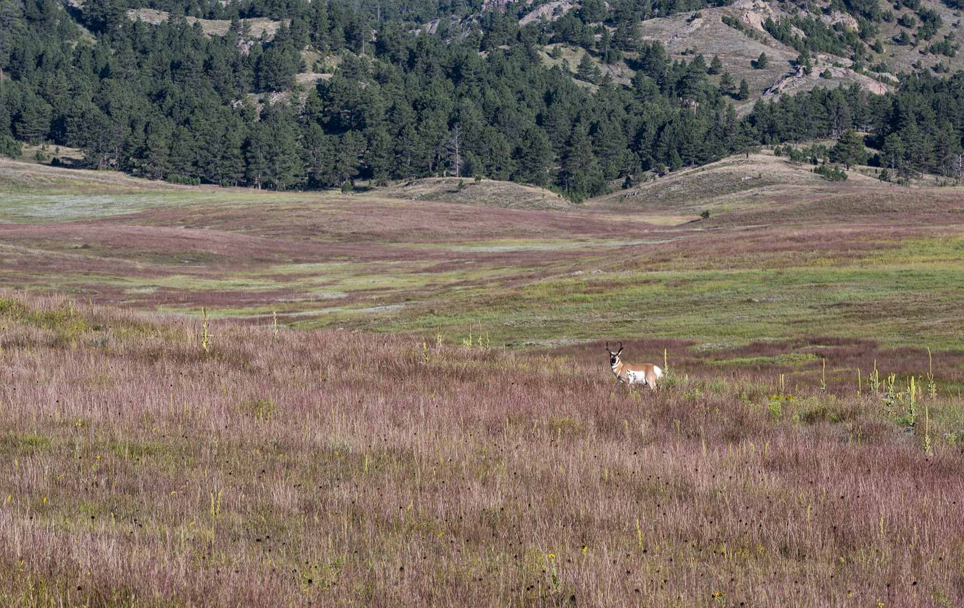 Pronghorn Envy