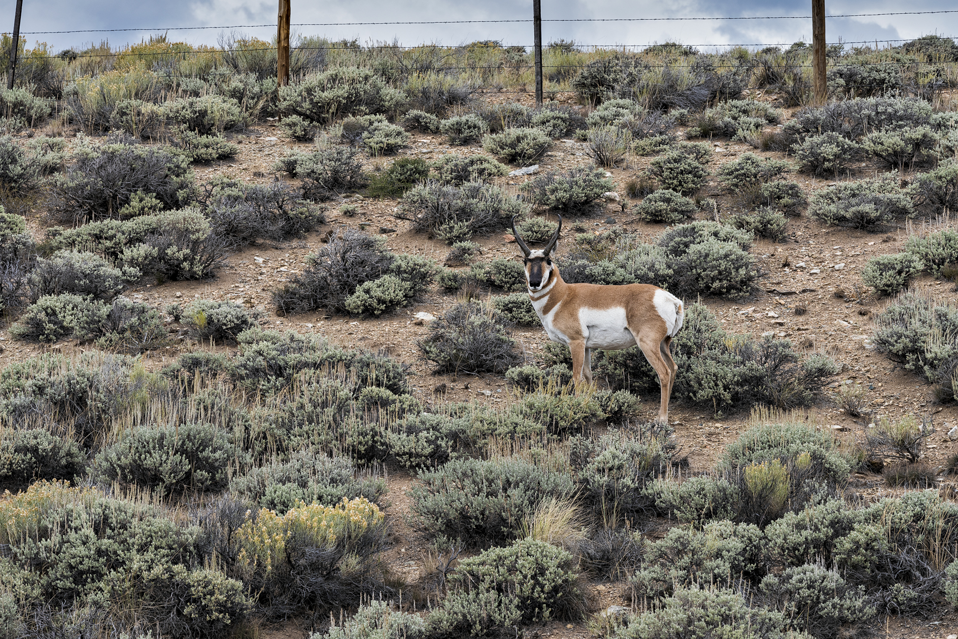 Pronghorn Evening