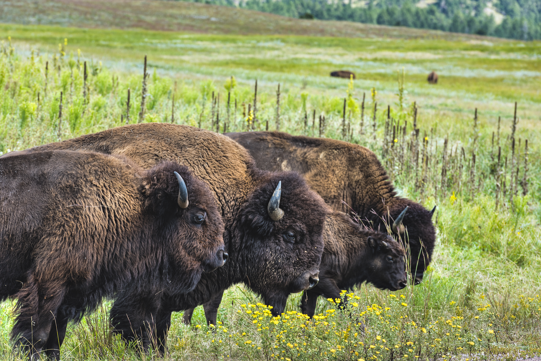 Protection Detail II