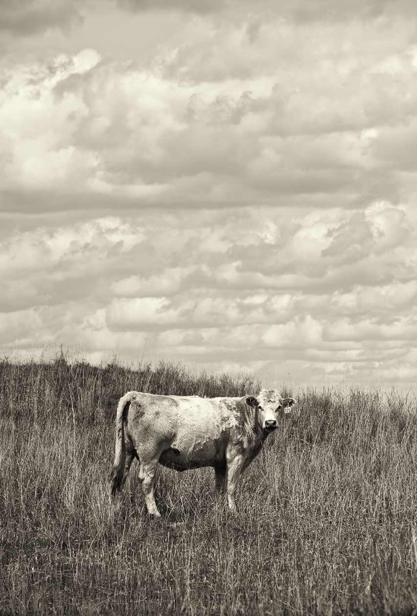 Queen of the Pasture