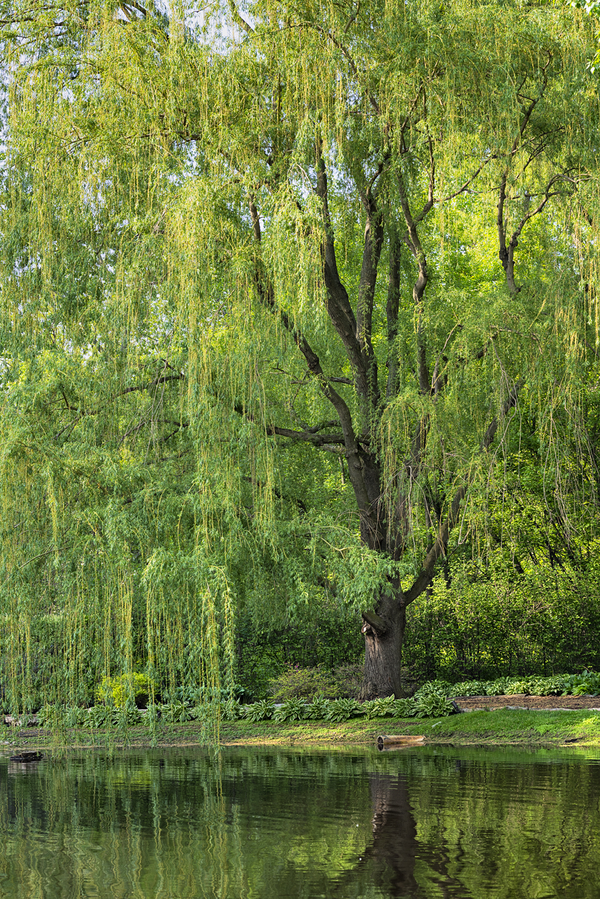 Quiet Times at the Pond