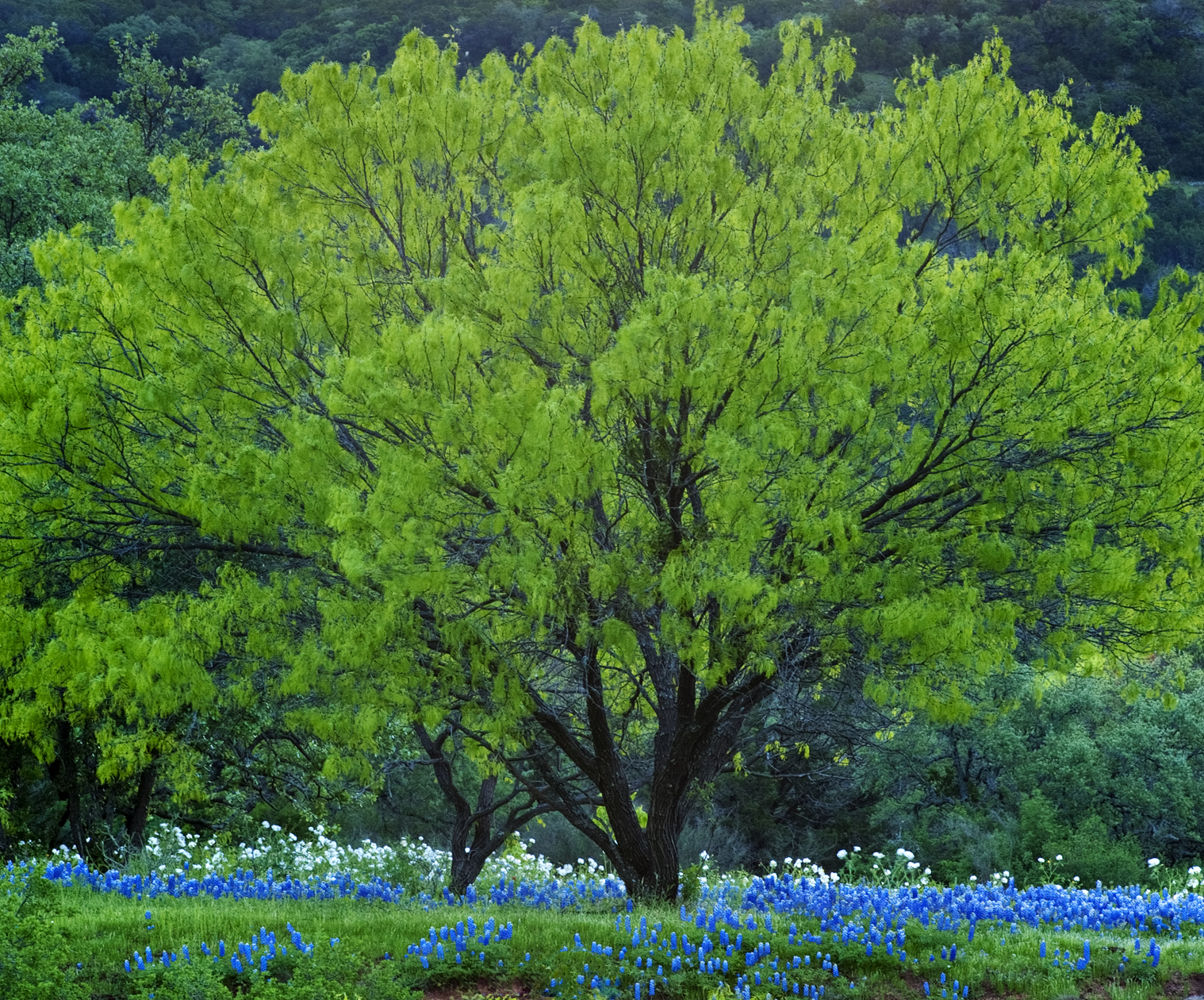 Refreshing Viewpoint