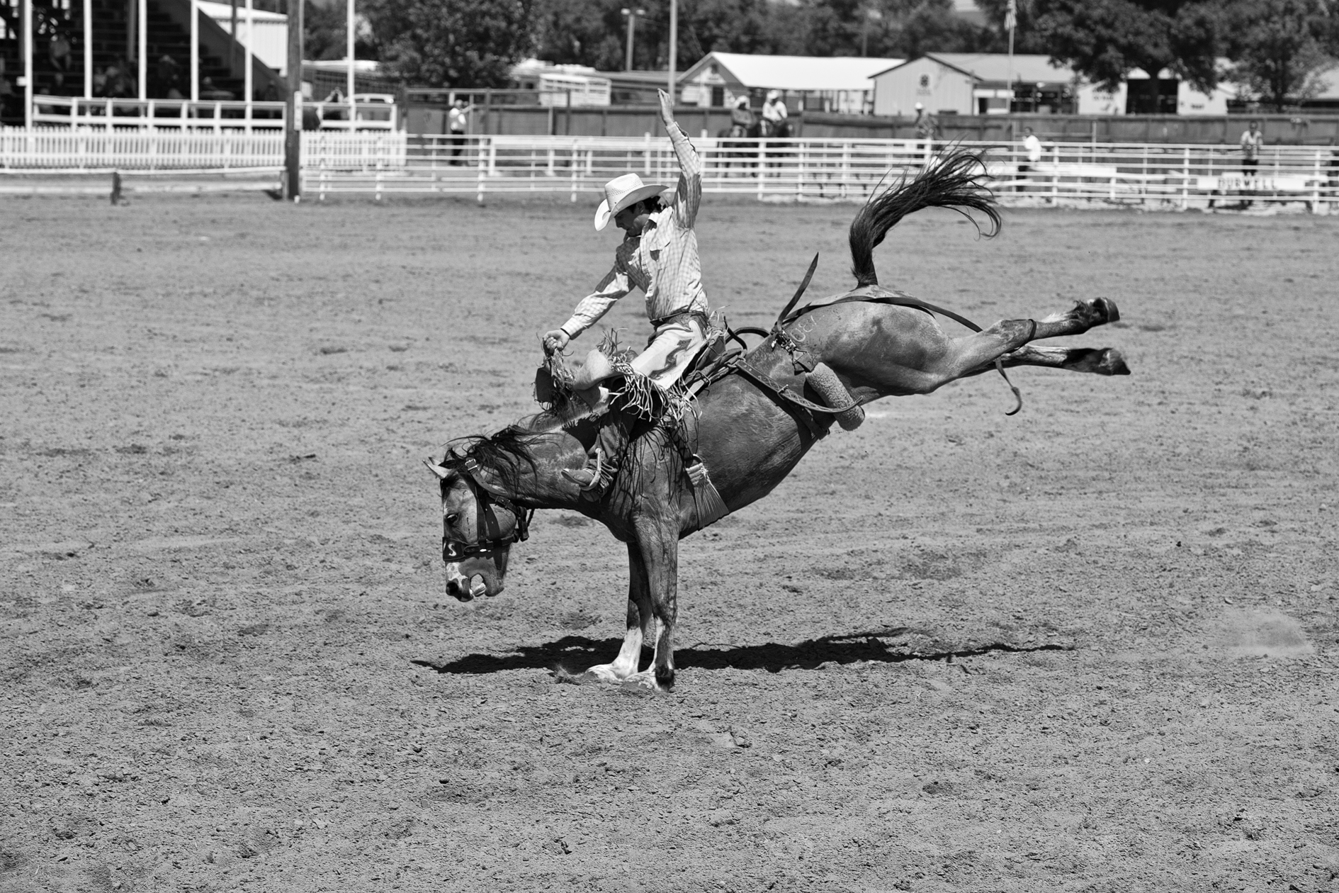 Riding High in the Saddle