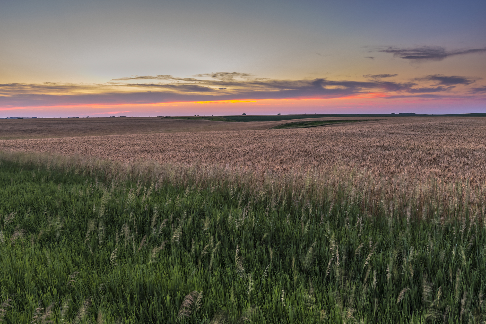 Right in the Breadbasket II