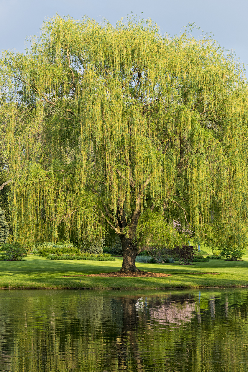 Ripples in the Mirror