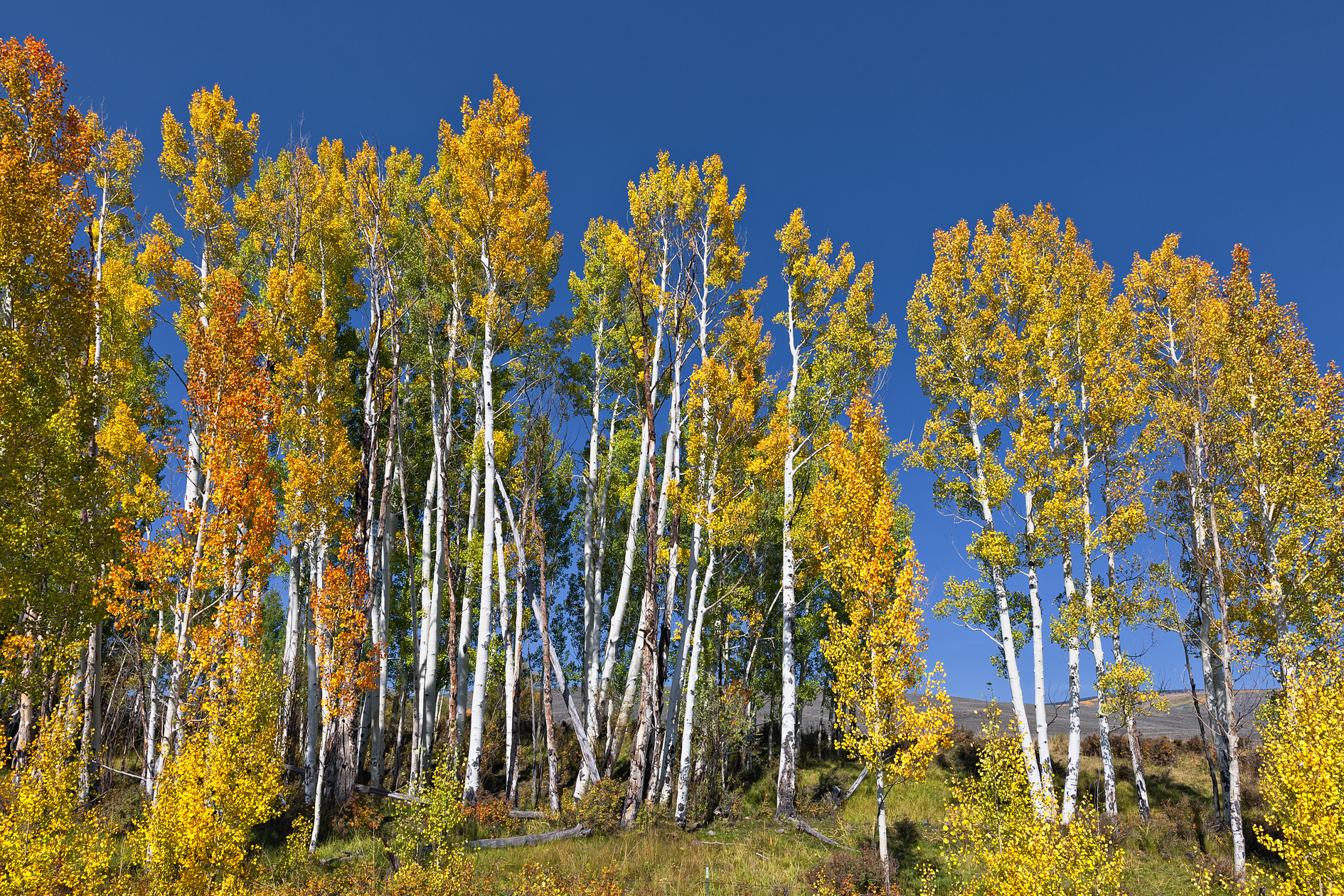 Rocky Mountain Cheerleaders