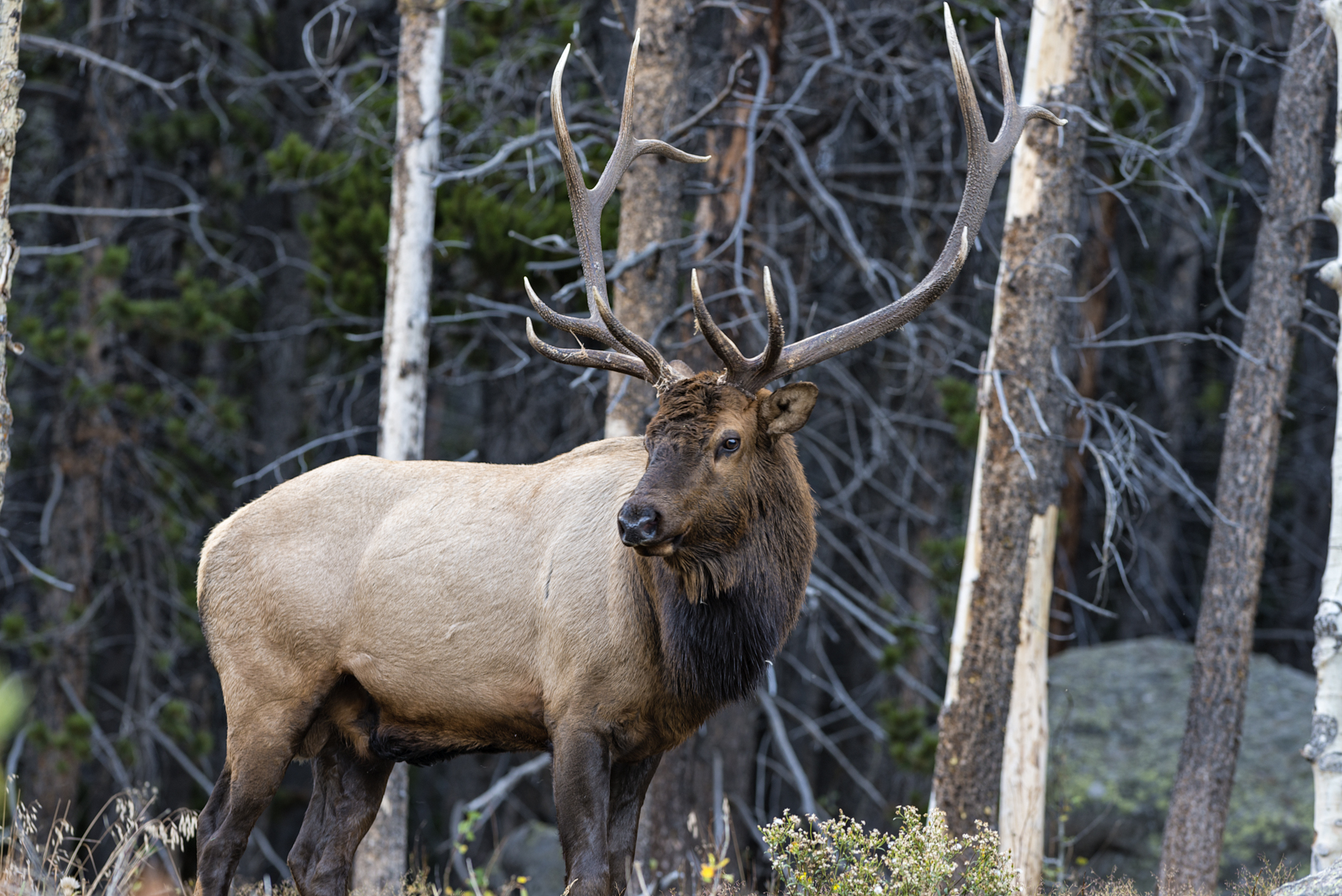 Rocky Mountain Uprights