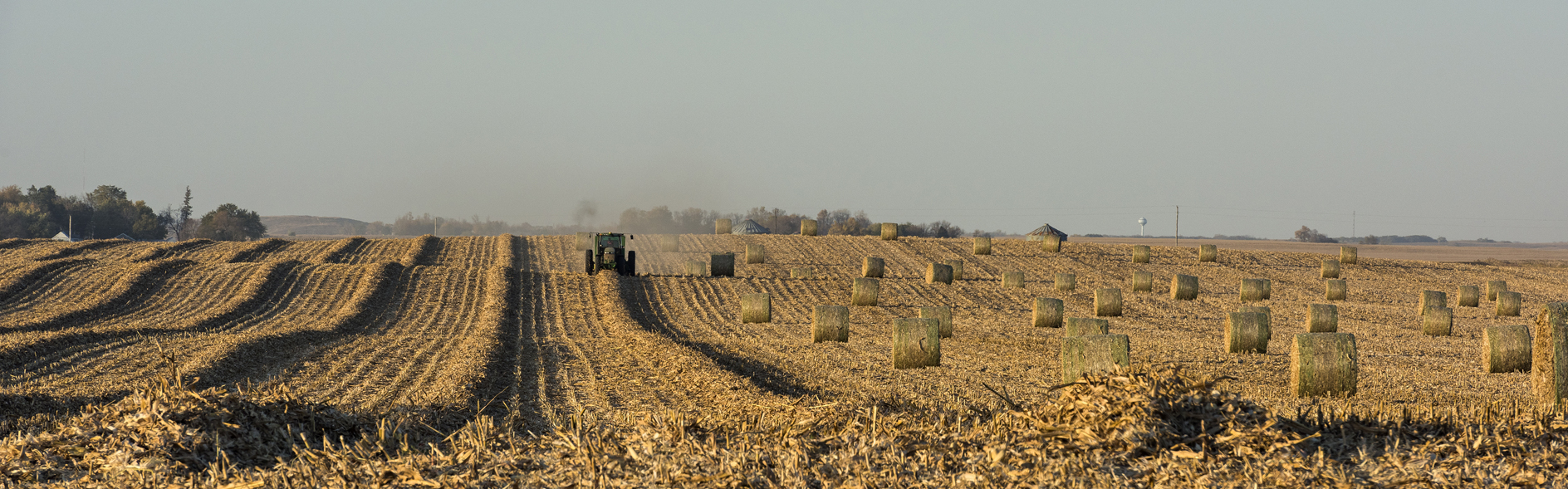 Rolling Up the Stalks
