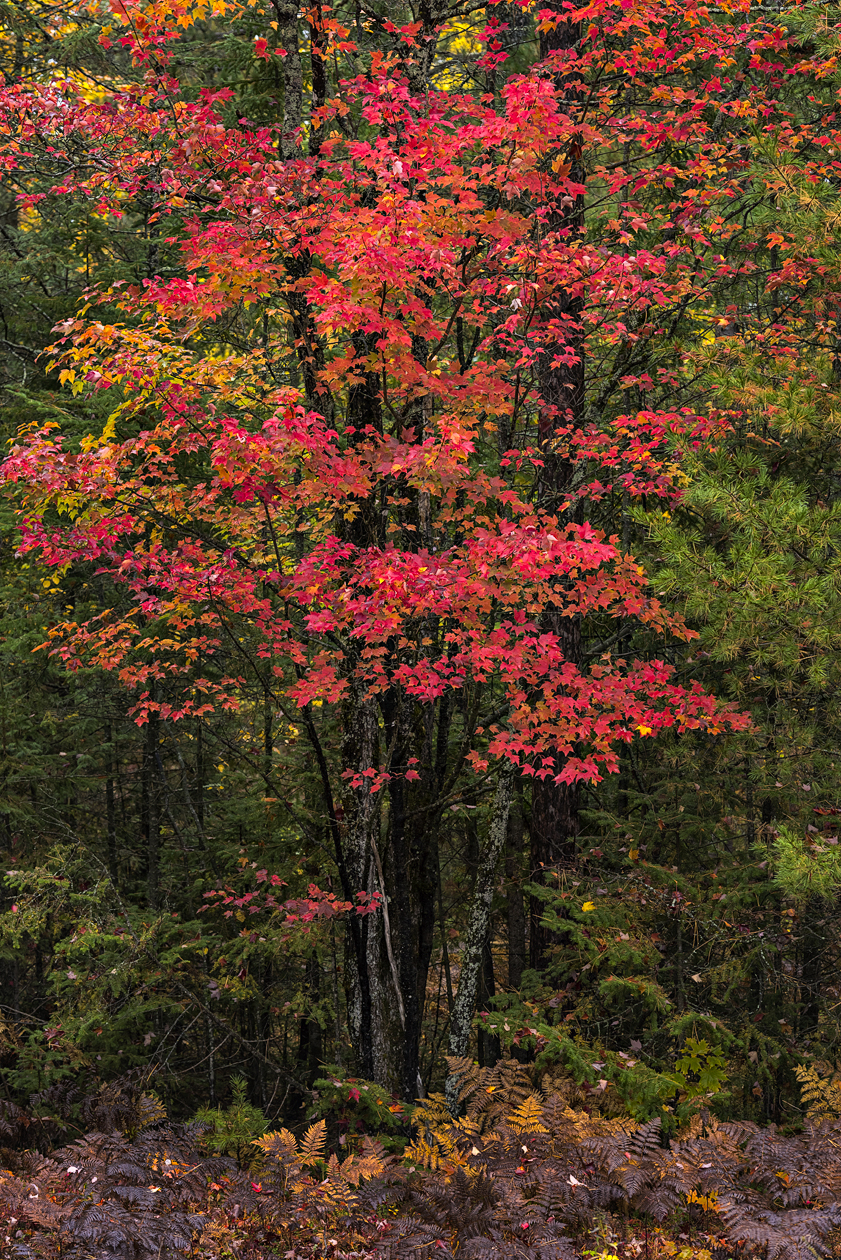 Rubies in the forest