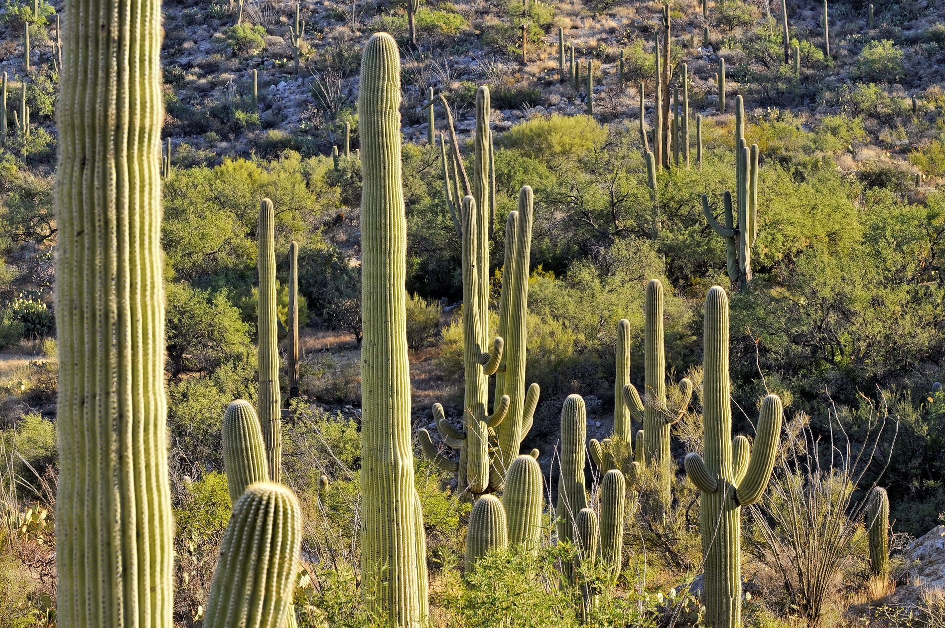 Saguaro Arms