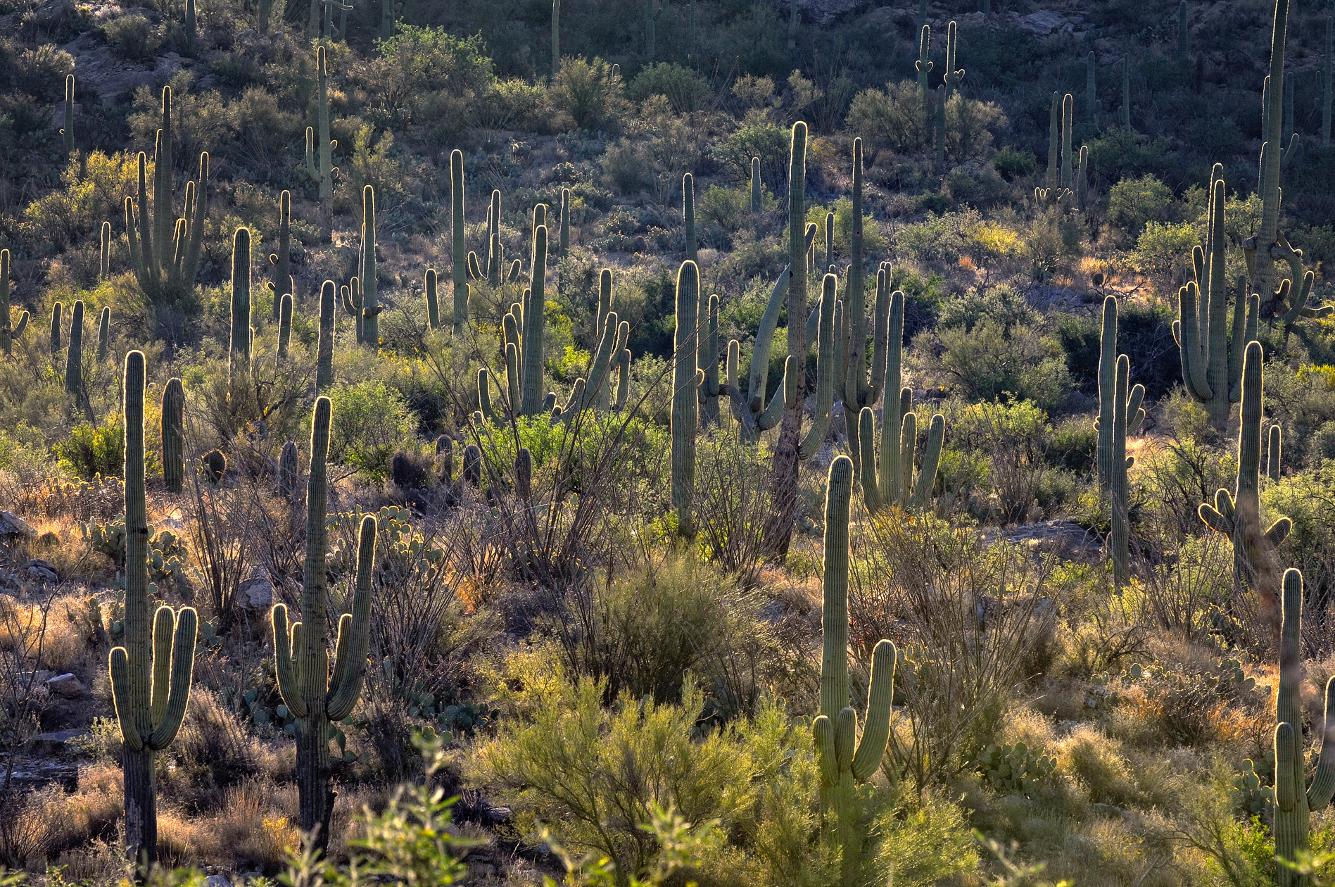 Saguaro Morning