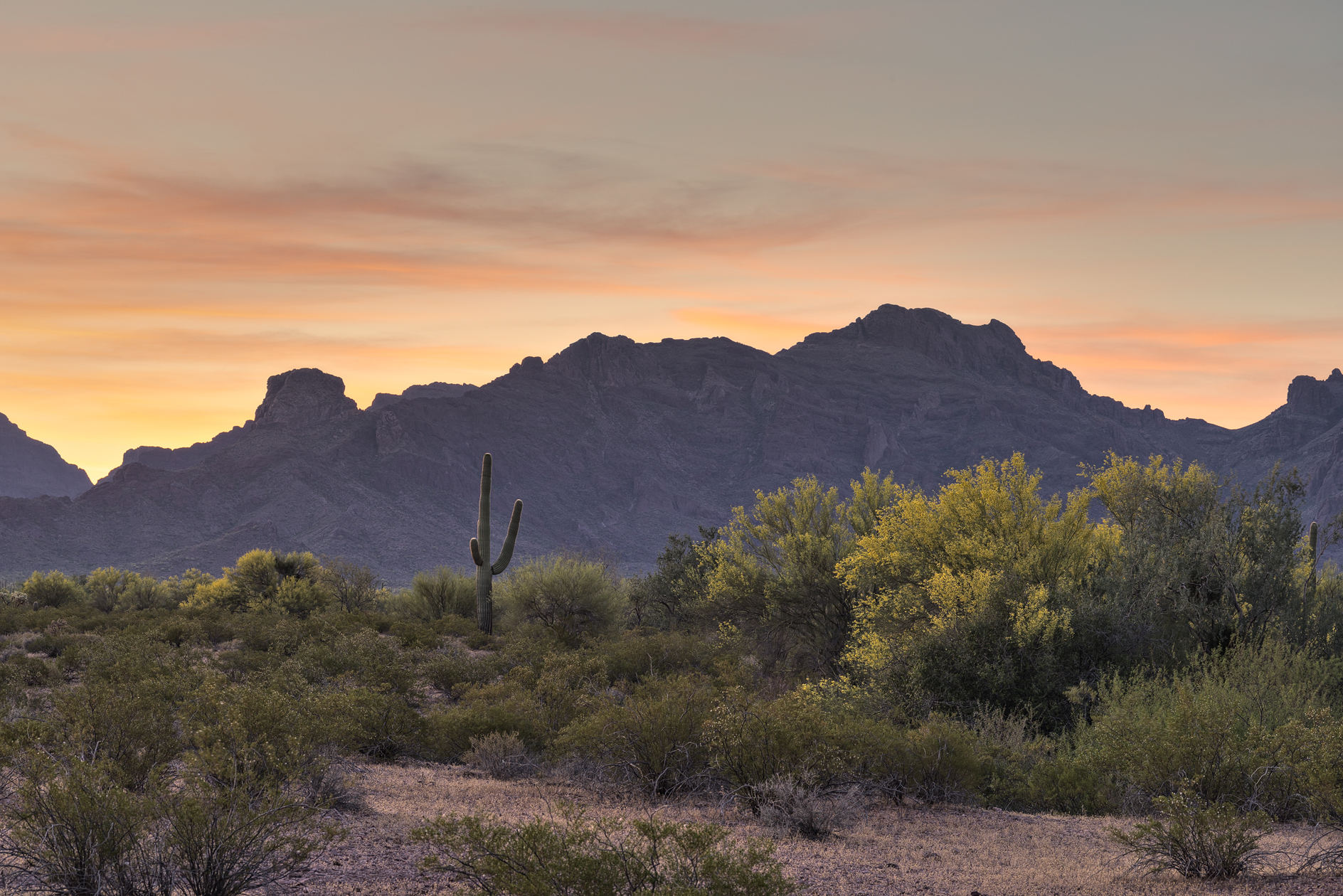 Saguaro Sunrise