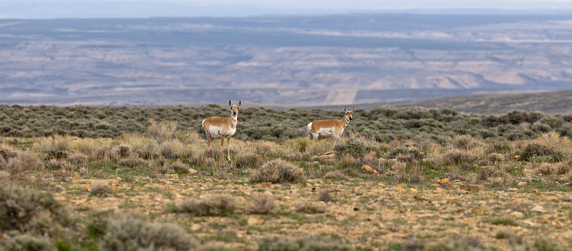 Sharing a Mutual Interest