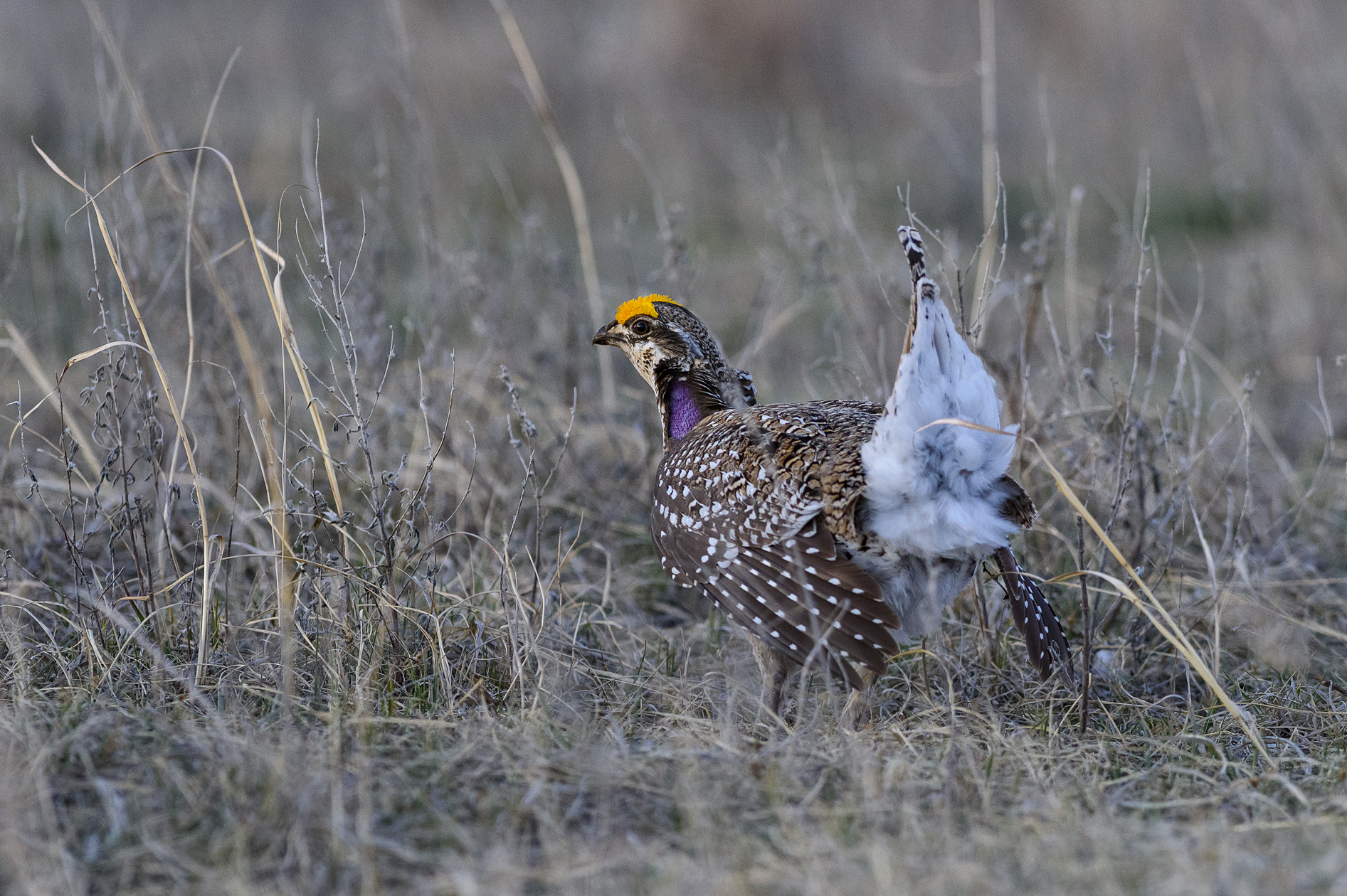 Sharptail Morning II