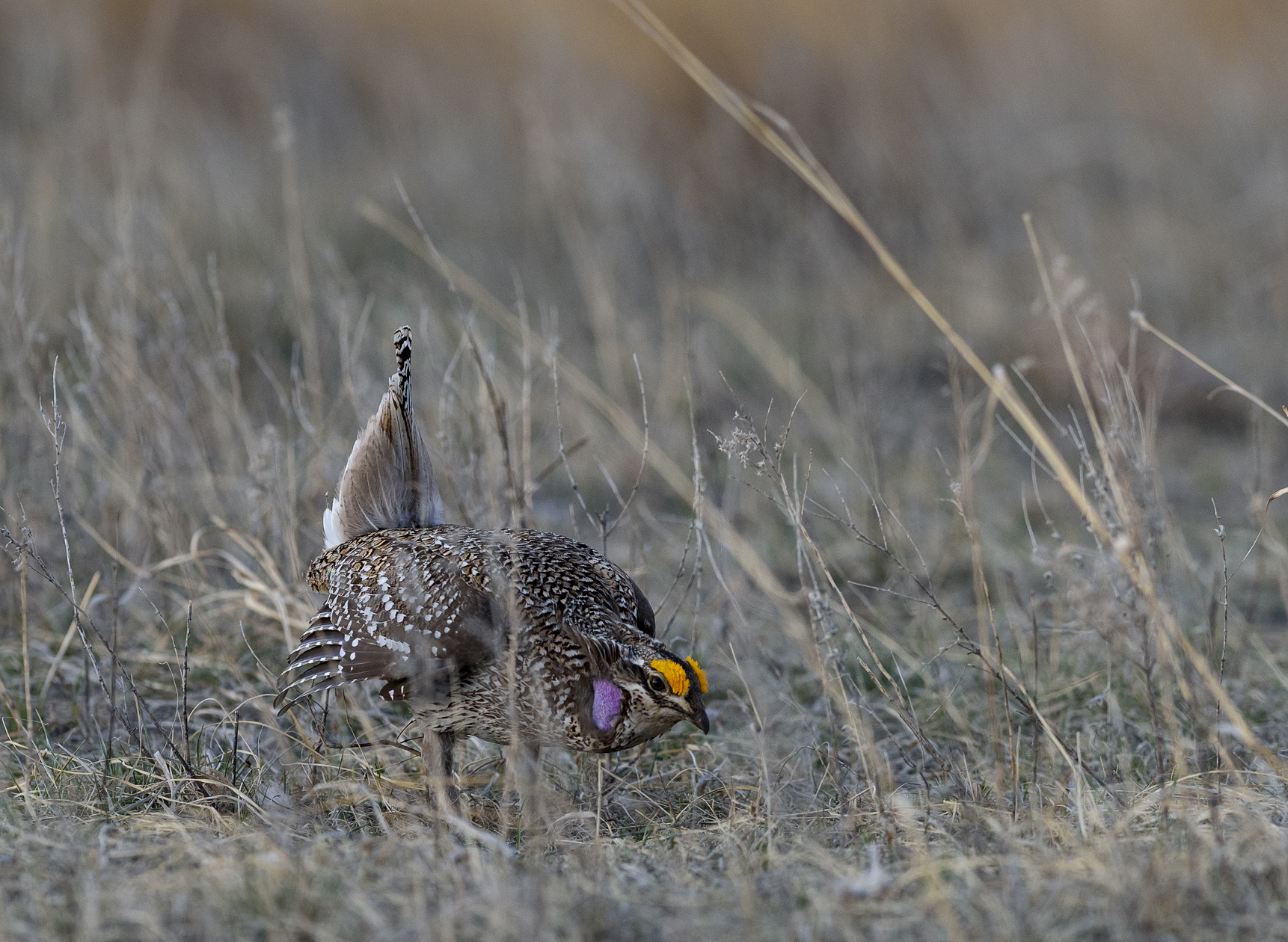 Sharptail Morning III