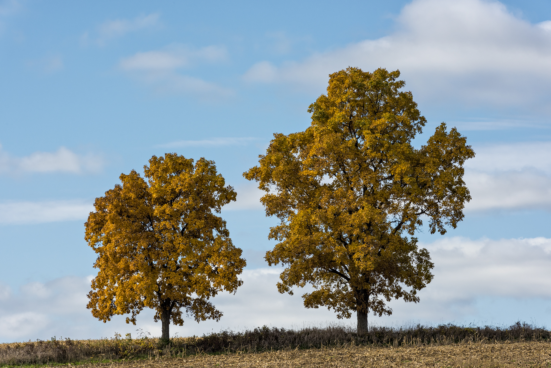 Sheboygan County Afternoon II