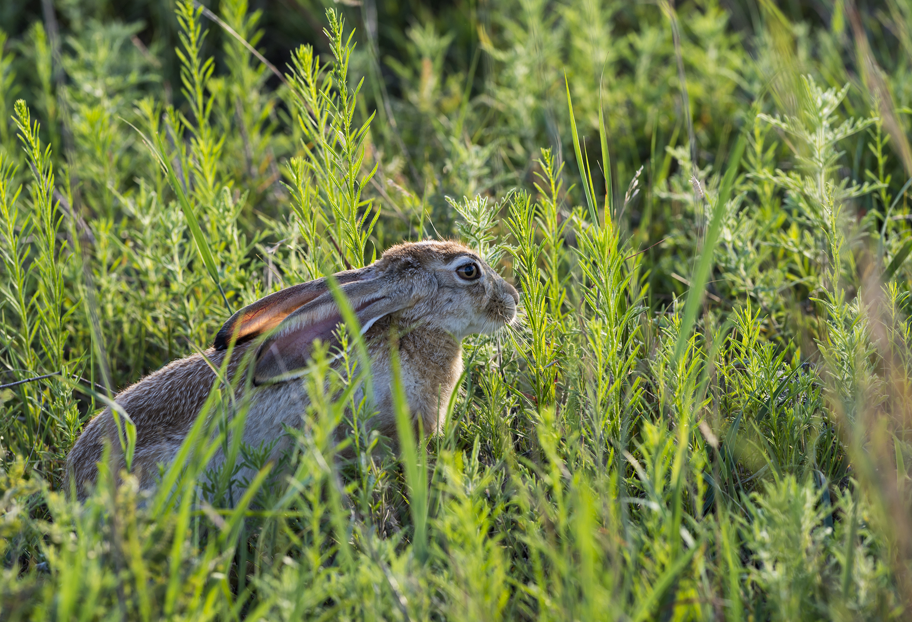 Shortgrass Evening