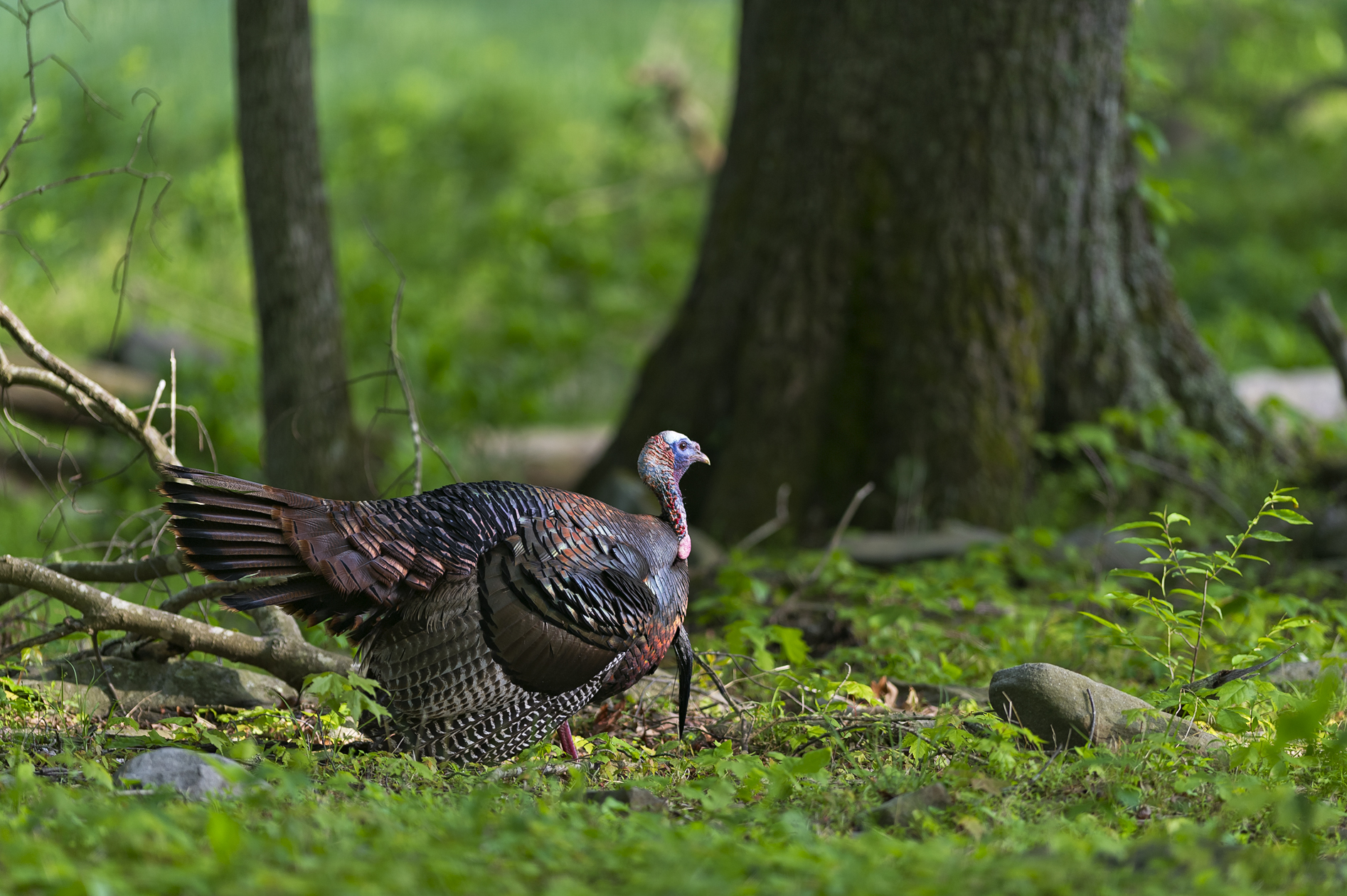 Shot of Wild Turkey