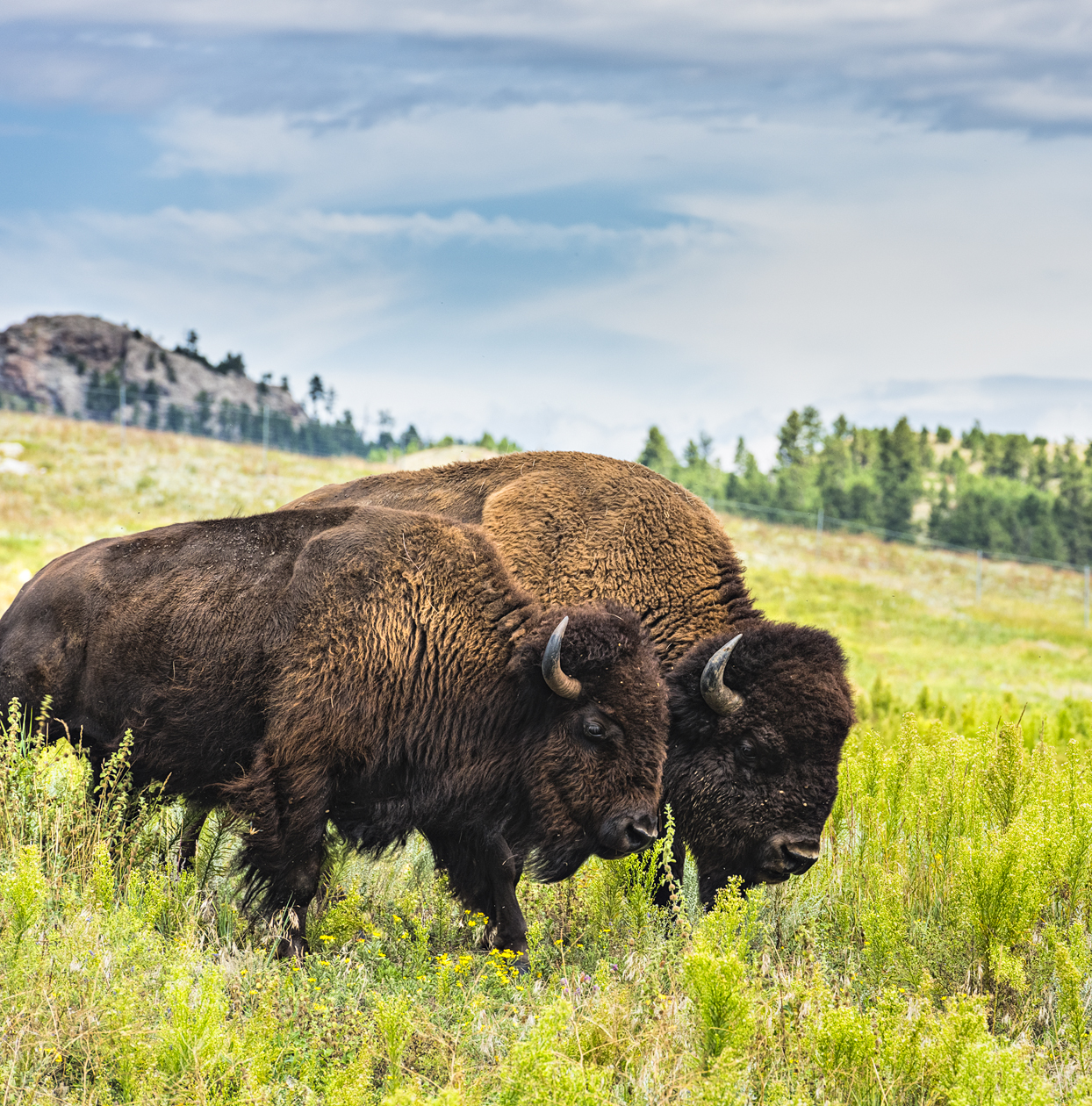 Shoulder to Shoulder