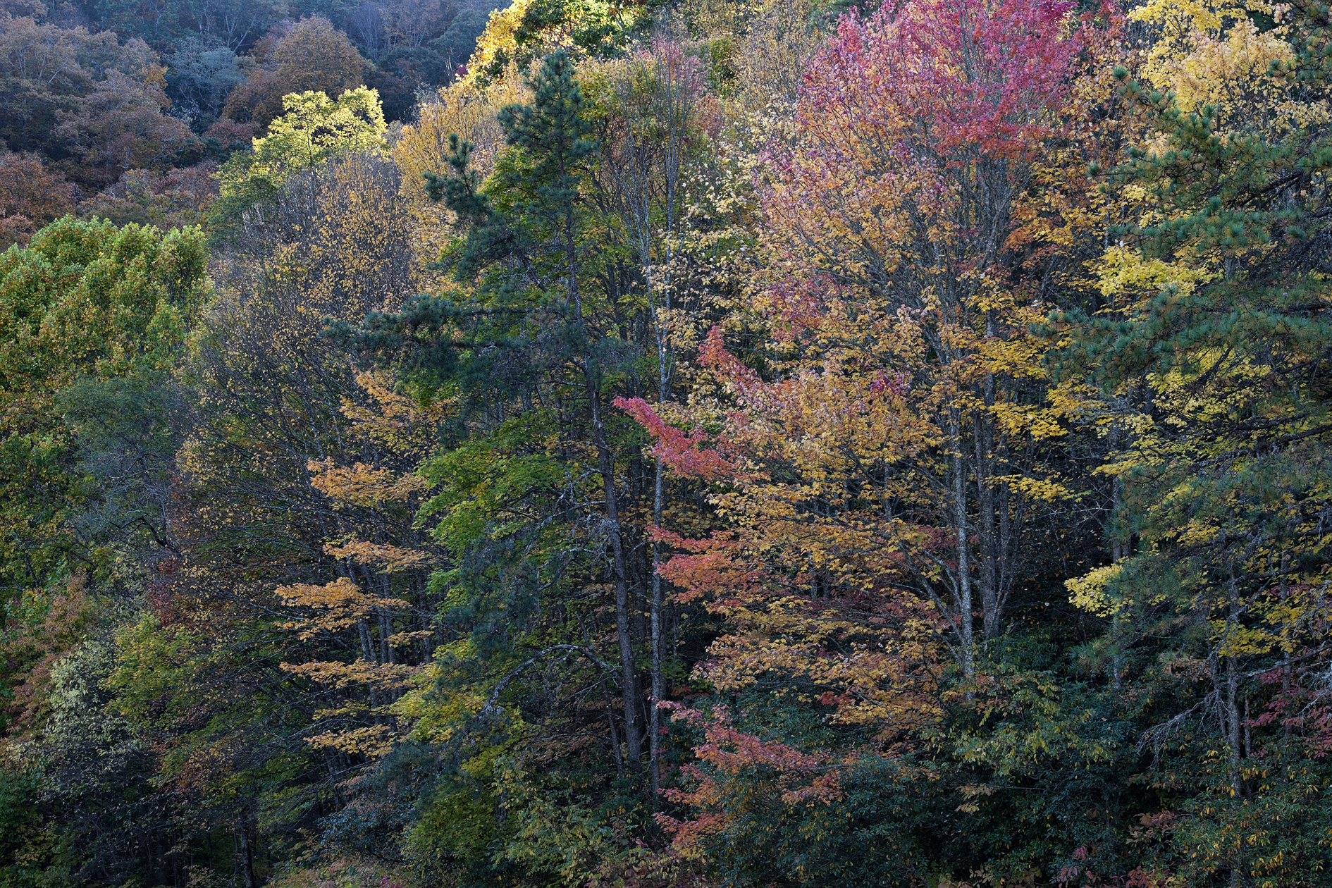 Showing a Little Leg