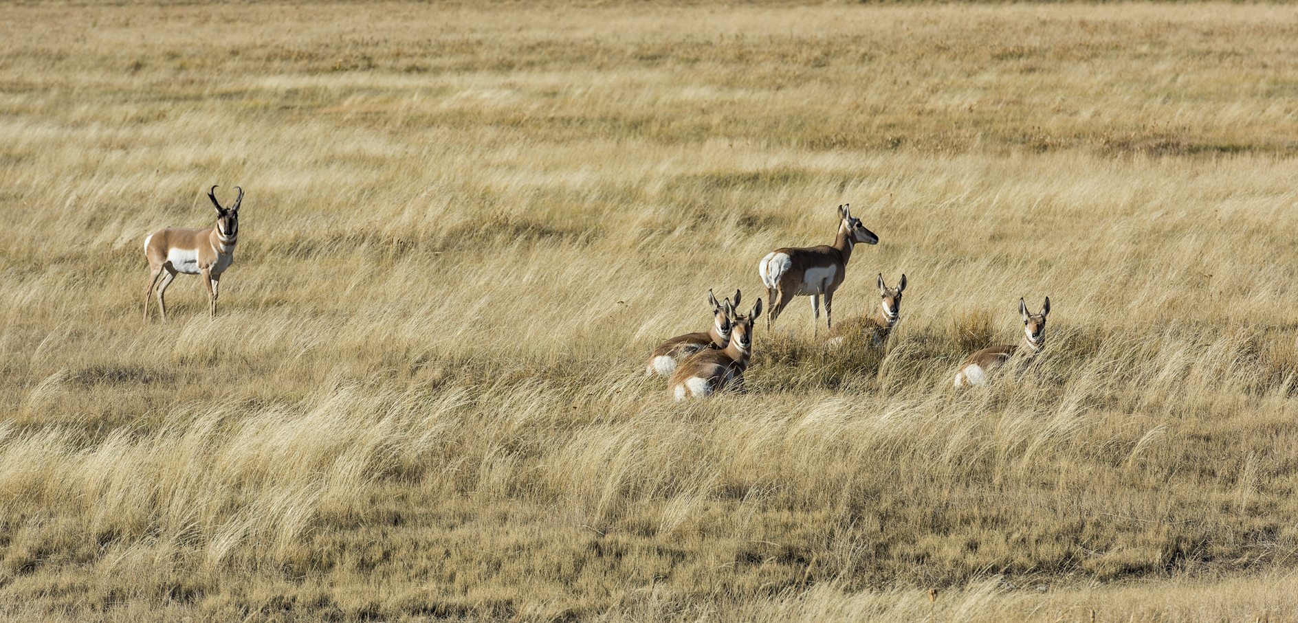 Siesta Interrupted II