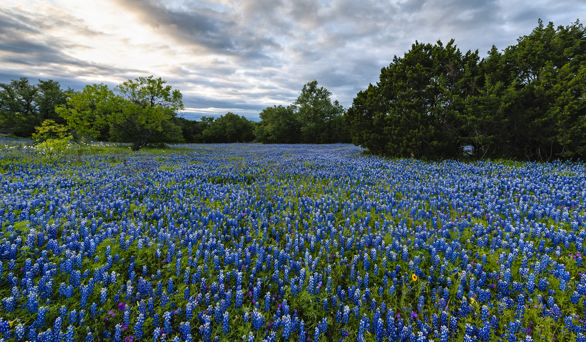 Singing the Blues II