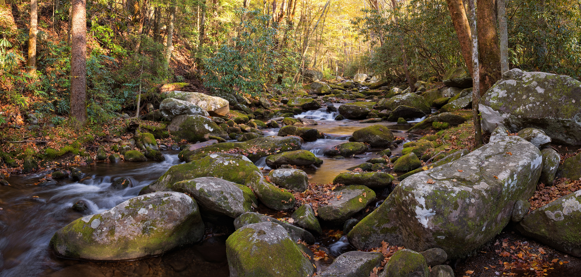 Slipping through the Woods