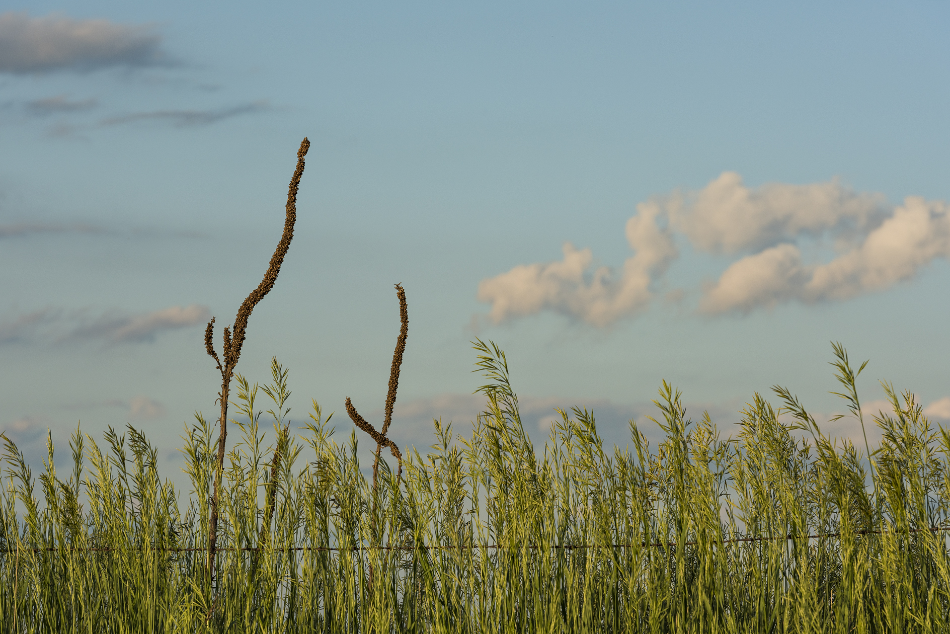 Smith County Evening IV