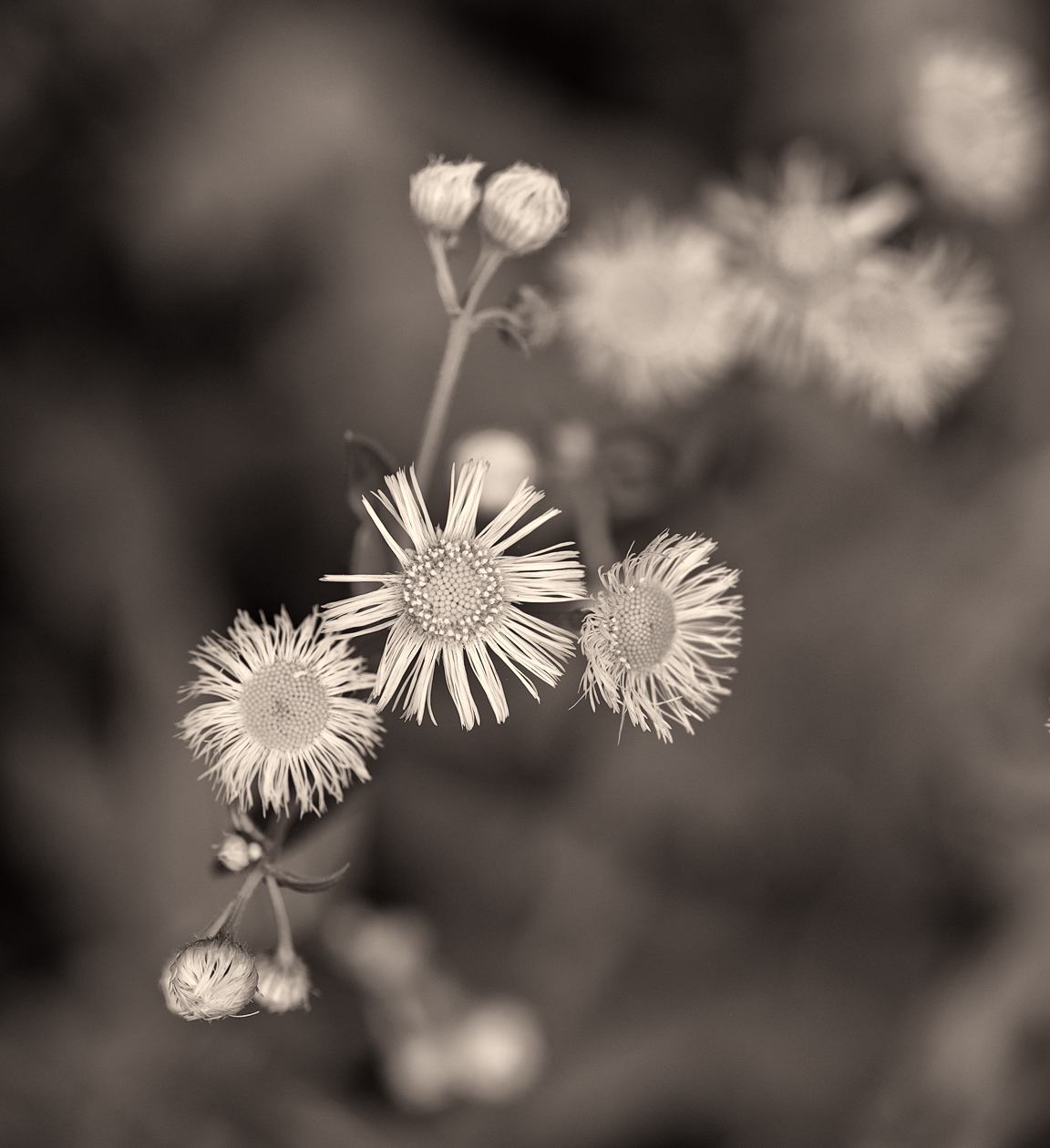 Smoky Mountain Fan Club