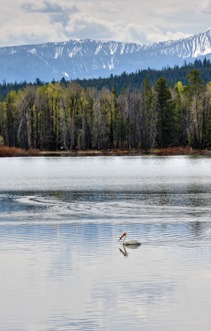 Solitary Fisherman