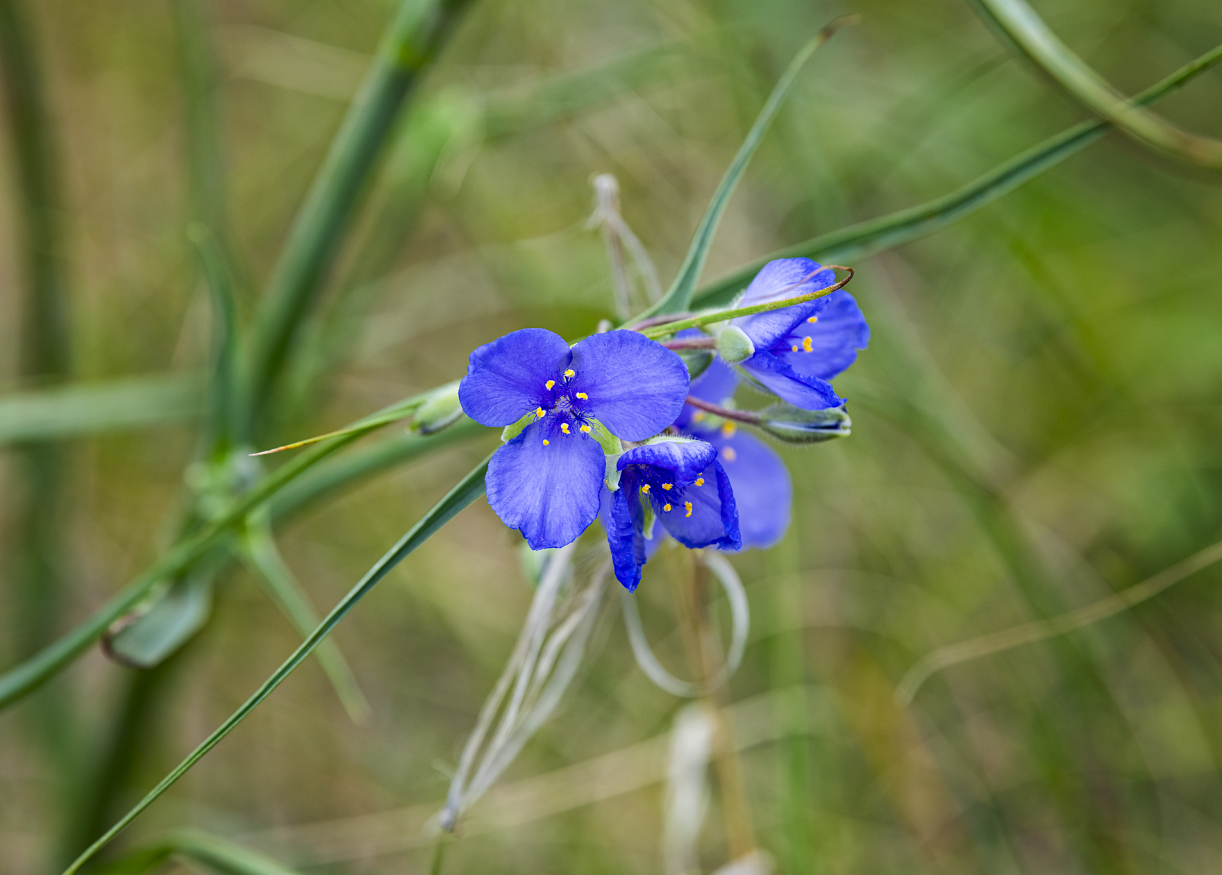 Spiderwort Morning
