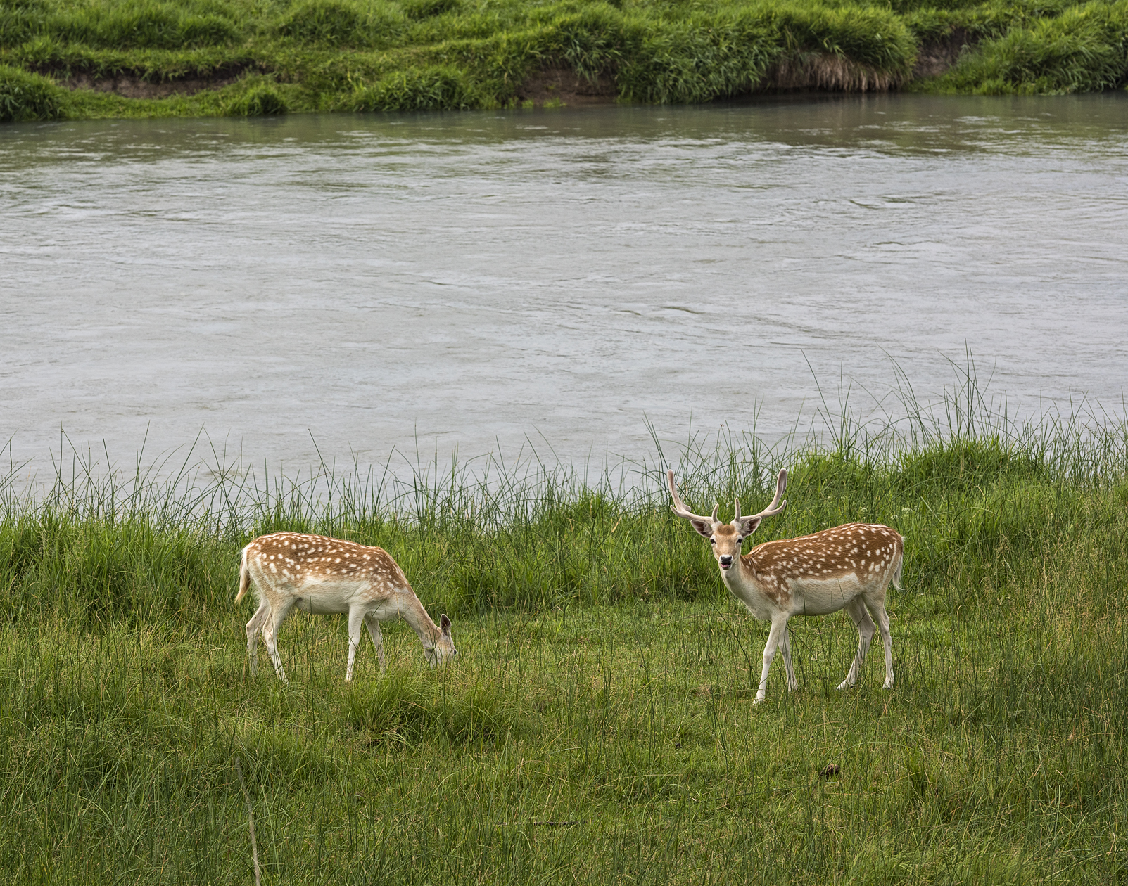 Spots Before My Eyes