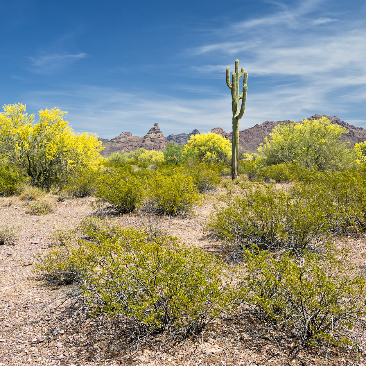 Spring in the Ajo