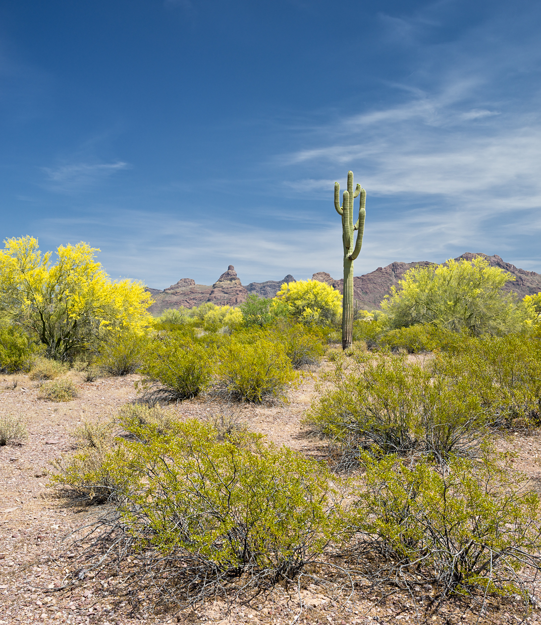 Spring in the Ajo II