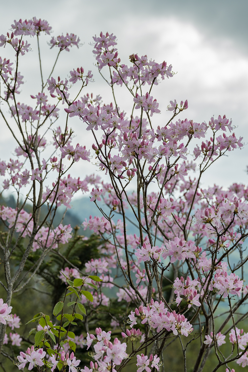 Spring Is In the Air