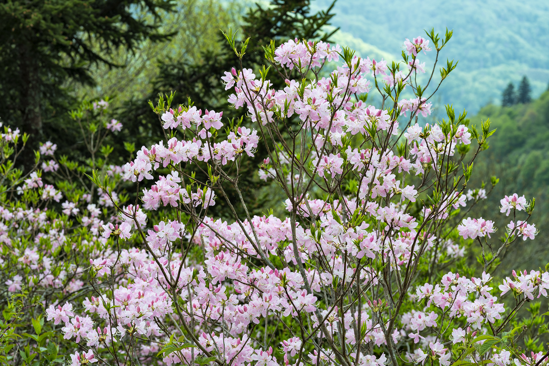 Spring Is In the Air II