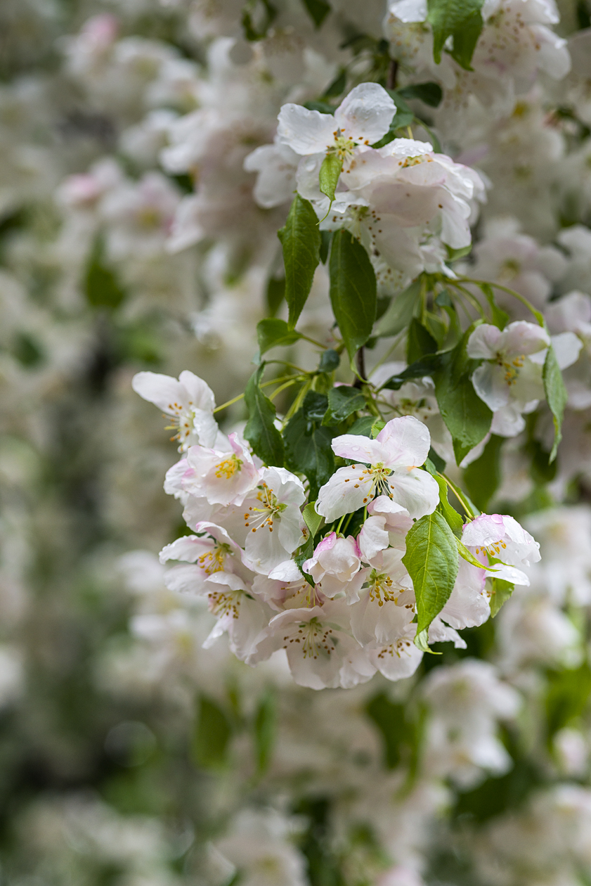 Spring Profusions II