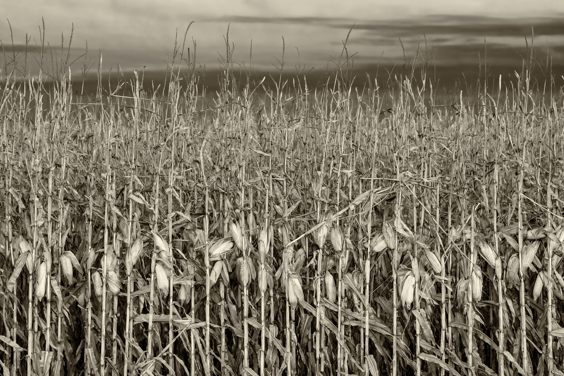 Stalks and Cobs II