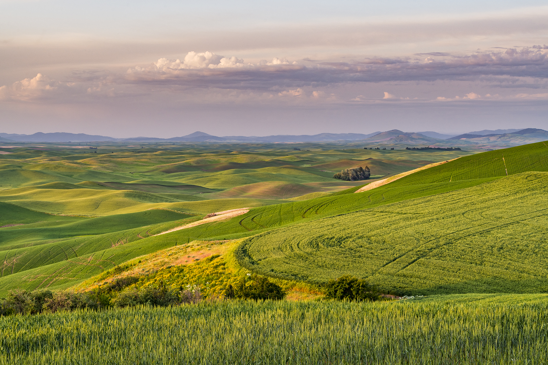 Steptoe Butte Evening