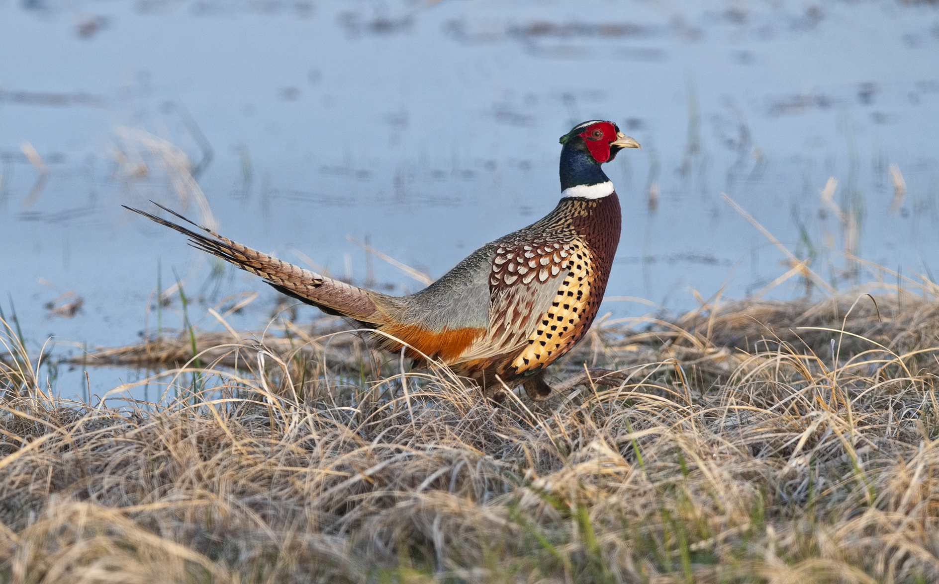 Strolling by the Loup