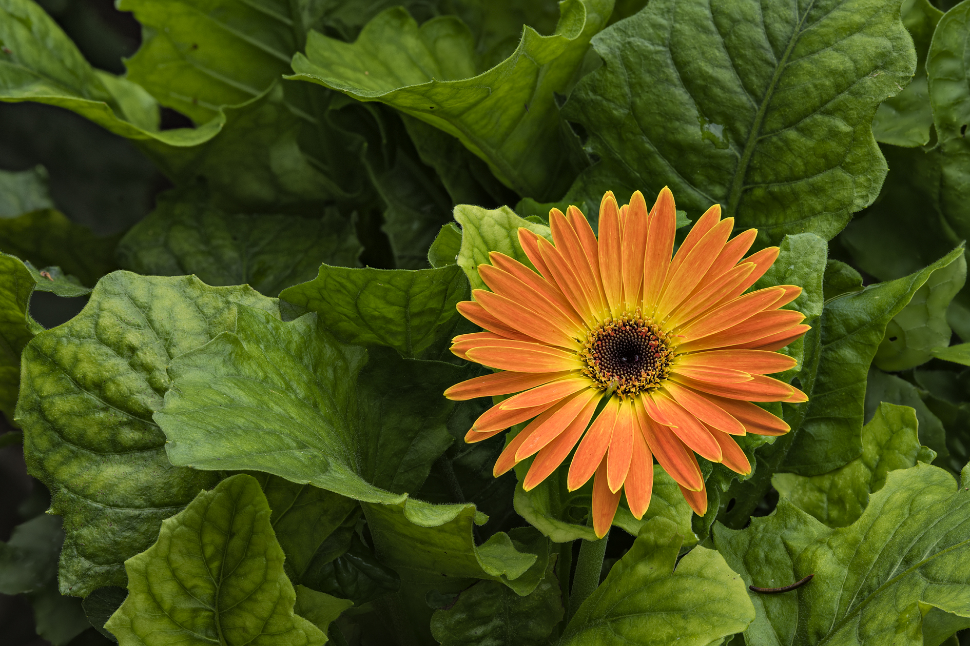 Summer in the Garden