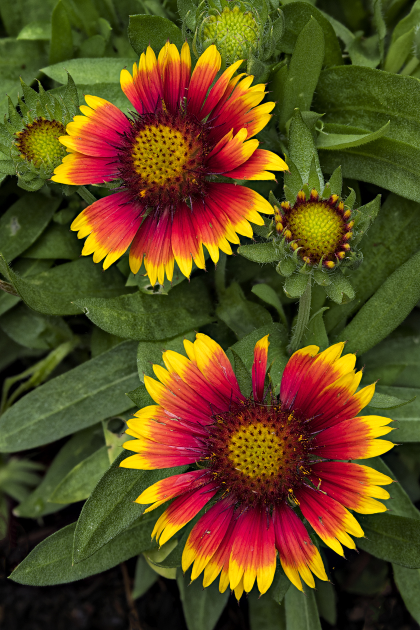 Summer in the Garden II