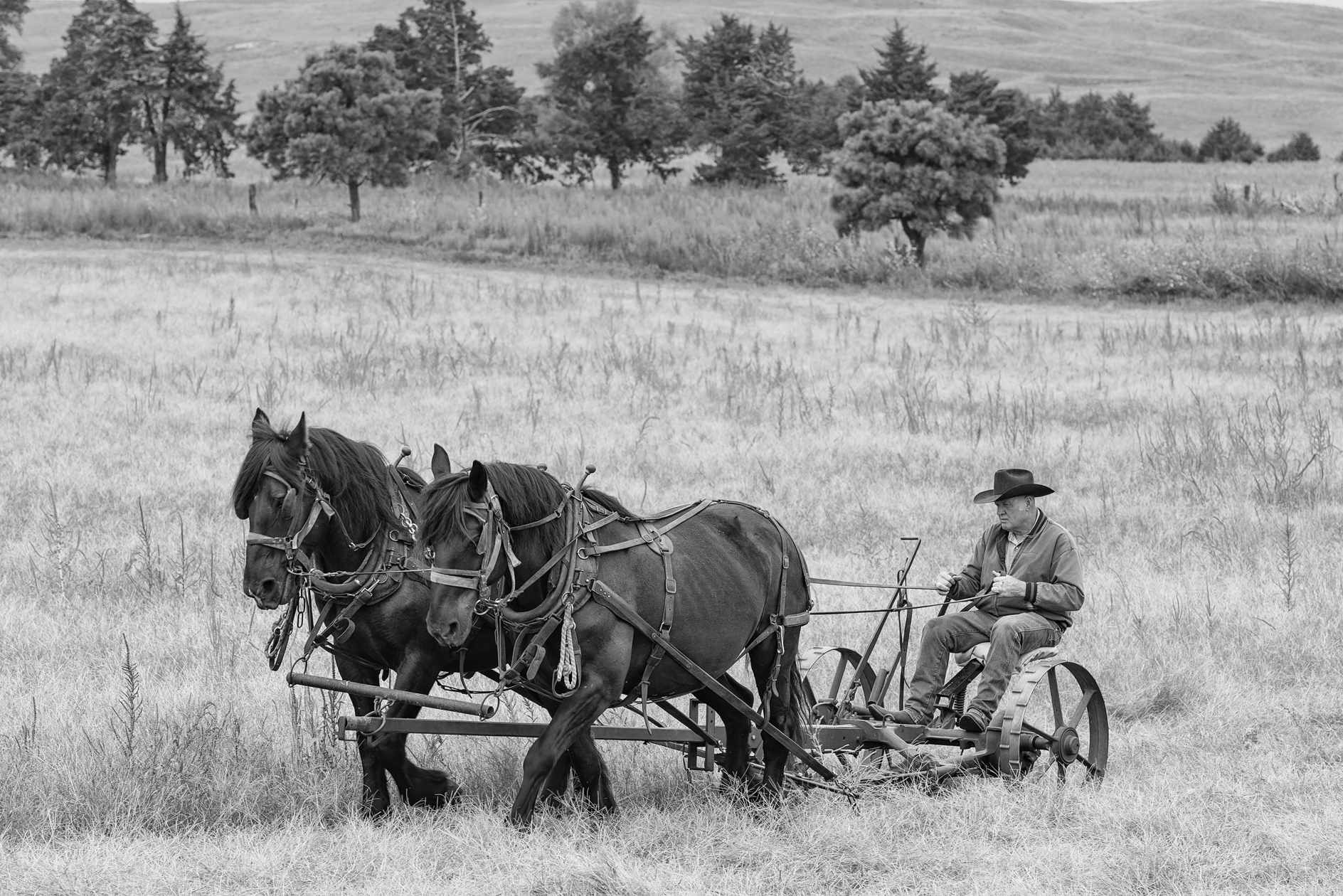 Summer in the Hayfield