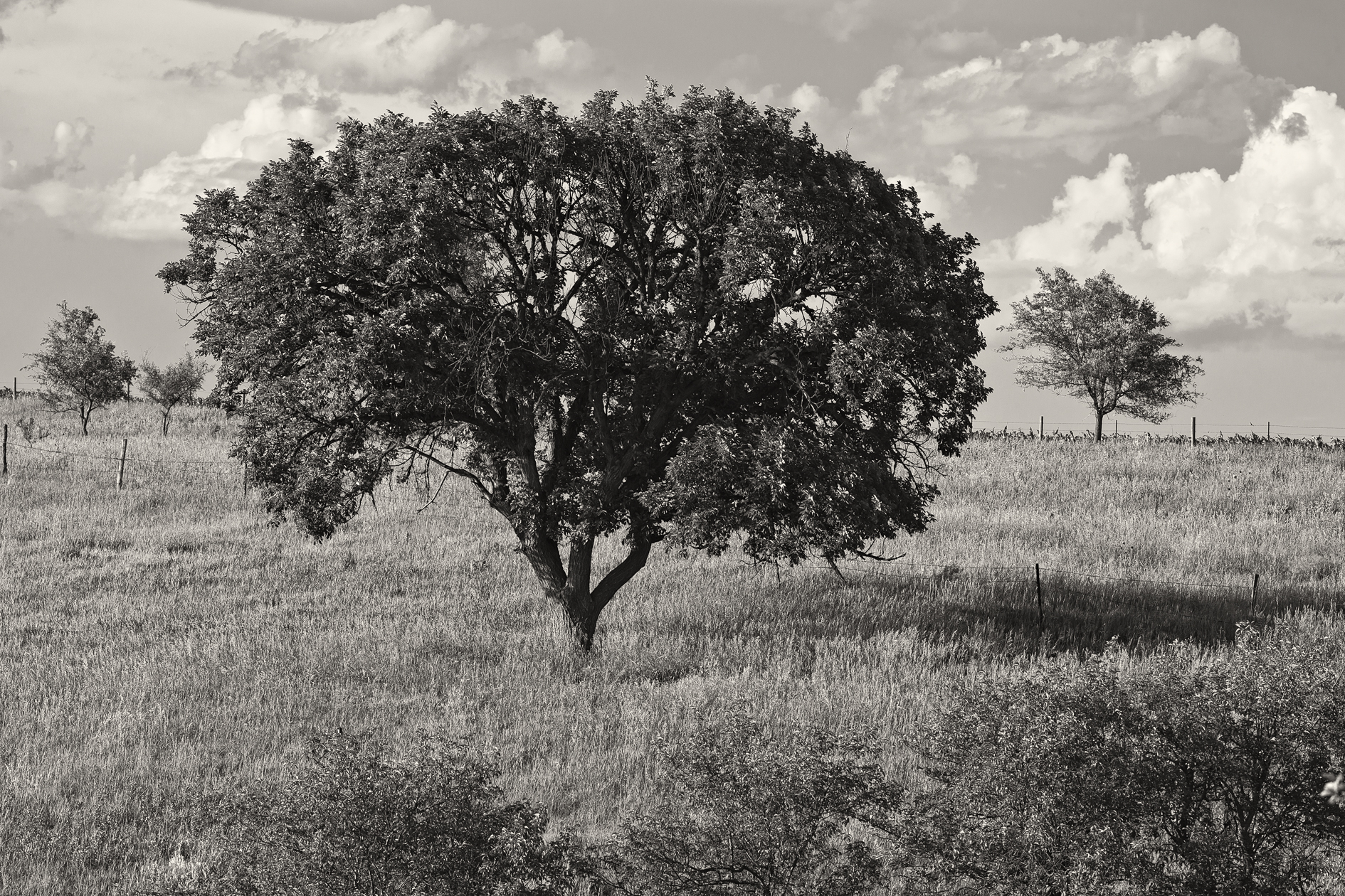 Summertime in the Pasture