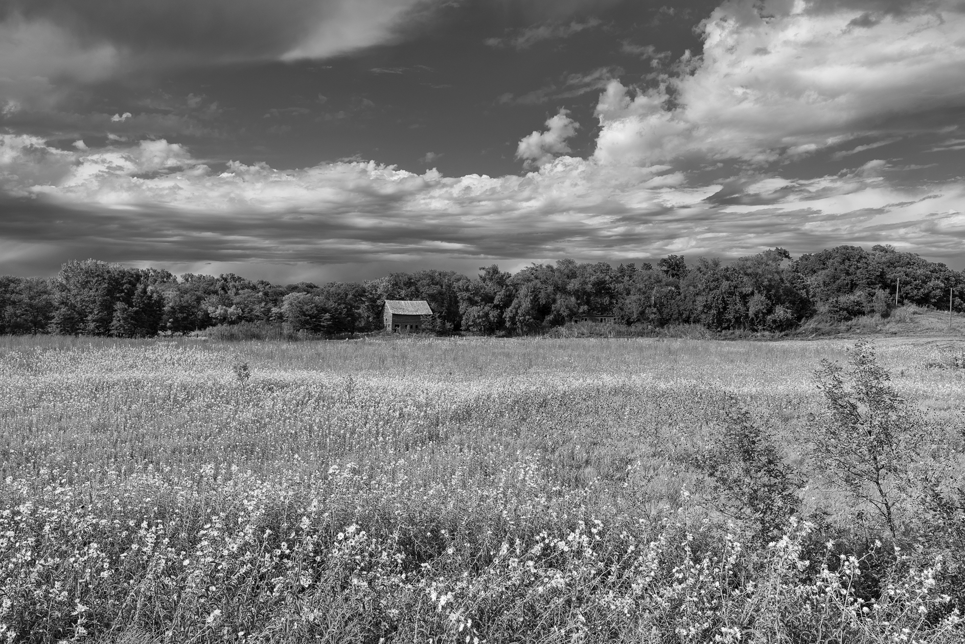 Sunflower Afternoon III